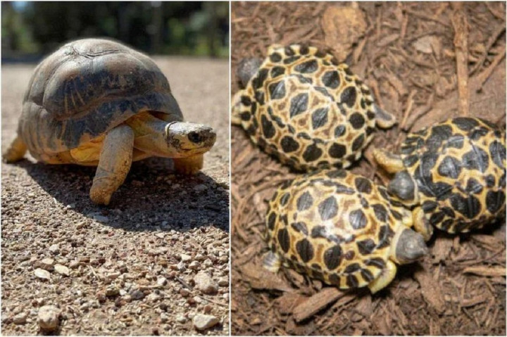 Penyu Tertua di Kebun Binatang AS Jadi Ayah di Usia 90 Tahun