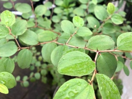 Daun bidara atau Zizyphus mauritania. Foto: Instagram