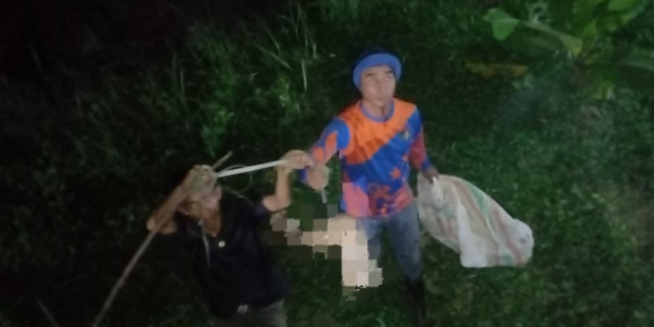 Ngeri! Potongan Kaki Diduga Milik Korban Mutilasi di Bogor Ditemukan tengah Disantap Biawak