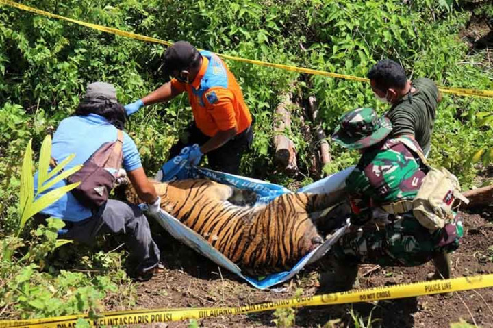 Harimau Sumatra Ditemukan Mati dengan Jerat di Leher di Aceh Selatan