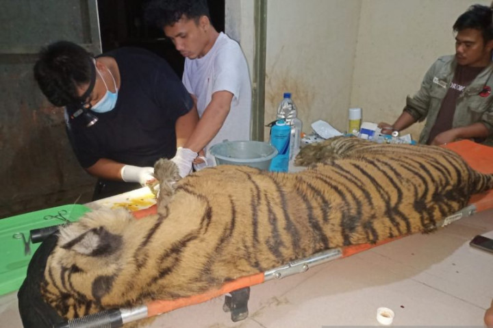 Harimau Sumatra di Suaka Satwa Barumun Dinyatakan Mati