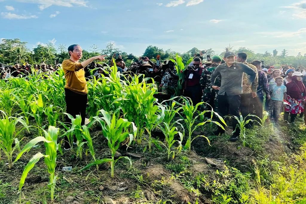 Presiden Jokowi Tinjau Food Estate di Keerom Papua