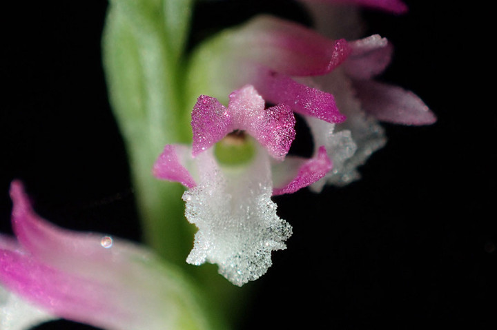 Spesies Baru Anggrek 'Mirip Kaca' Ditemukan di Jepang