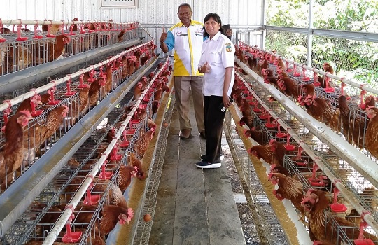 Peternakan ayam SMKN 2 Mimika. DOK Vokasi Kemdikbud