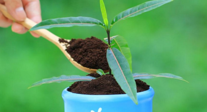 Populer Properti: Ampas Kopi untuk Menyuburkan Tanaman hingga Jenis Suku Bunga