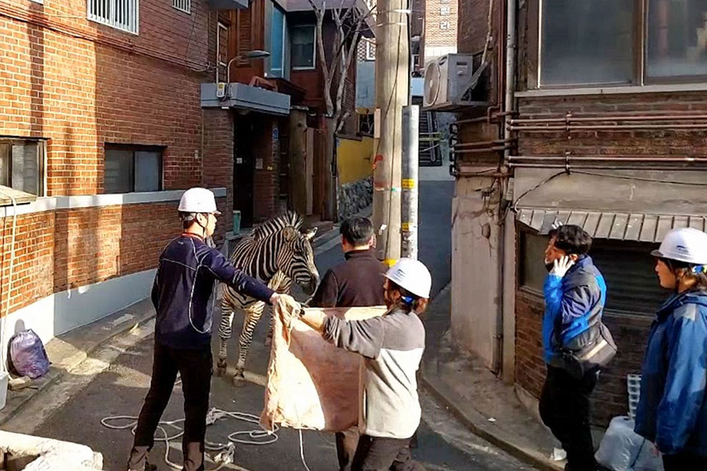 Zebra yang Kabur dari Kebun Binatang Seoul Akhirnya Ketangkep