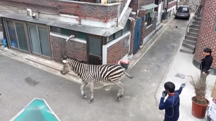 Kabur dari Kebun Binatang, Seekor Zebra Berkeliaran di Jalanan Seoul