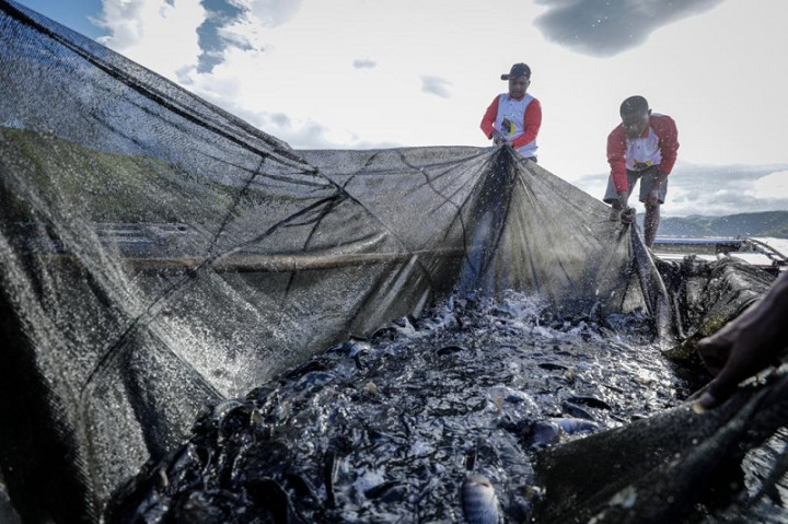 Bareng KJA, PYCH Optimistis Hasil Budi Daya Ikan di Papua Meningkat
