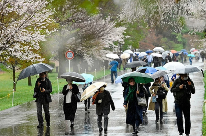 Istana Kekaisaran Jepang Dibuka untuk Umum, Pengunjung Saksikan Keindahan Sakura