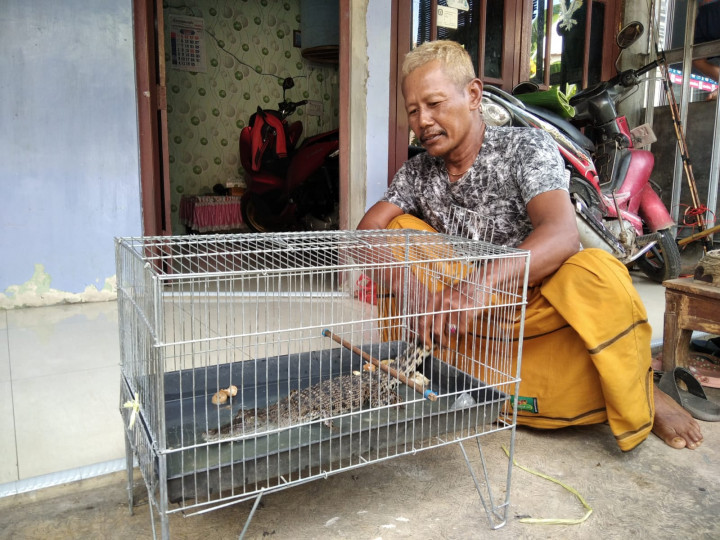 Mencari Ikan di Sawah, Warga Kudus Malah Dapat Buaya