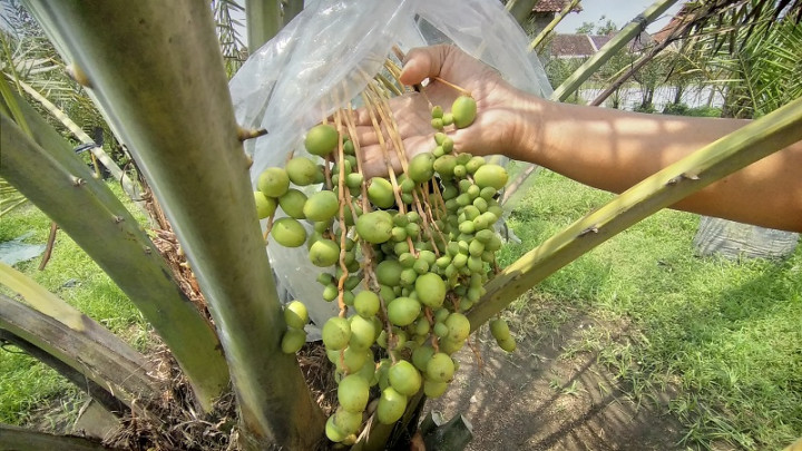Kisah Warga Berbah Sleman Miliki Kebun Kurma dan Hasilkan Kurma Lokal