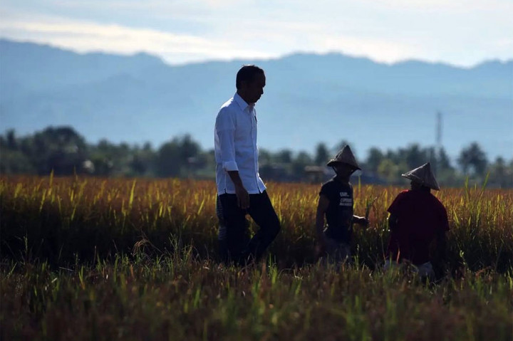 Jokowi Harap Panen Raya Maros Bisa Suplai Daerah Lain