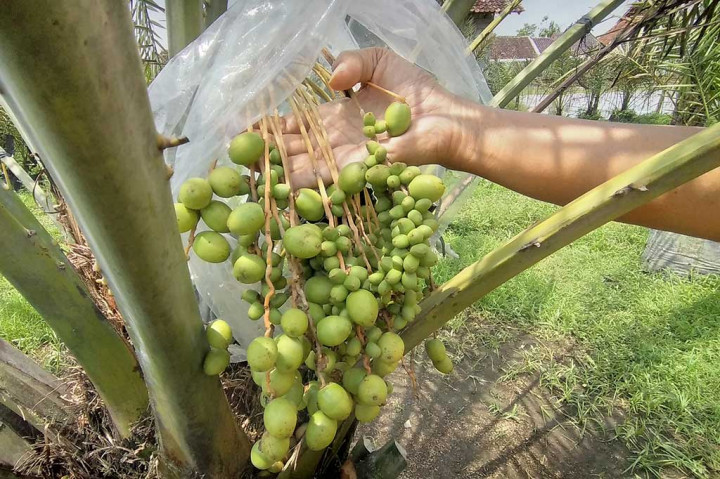 Keren! Warga Berbah Sleman Ini Sukses Budidaya Kurma di Kebunnya