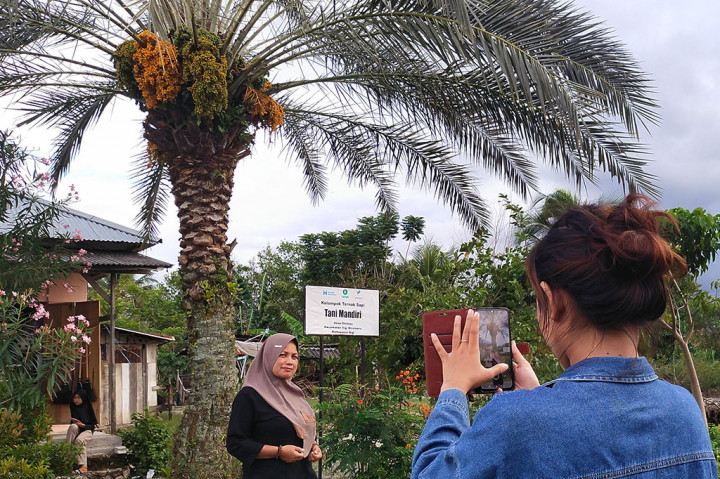 Melihat Pohon Kurma Berbuah Lebat yang Jadi Objek Wisata Ramadan di Sigi