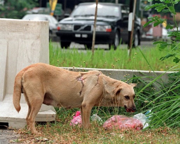 Polisi Johor Selidiki Kasus Pria yang Membakar Anjing Liar
