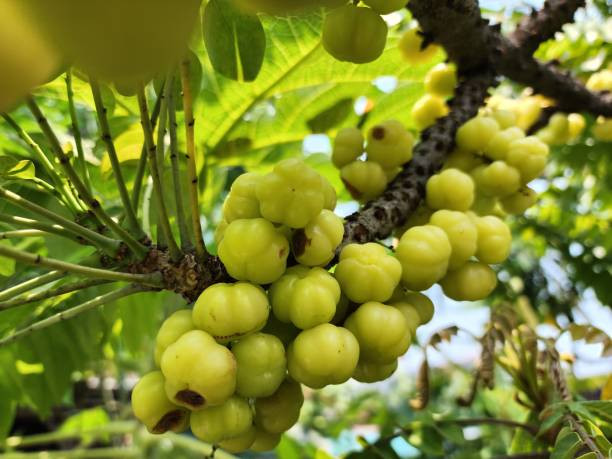 Buah Cermai mempunyai banyak manfaat untuk kesehatan, foto: pixabay