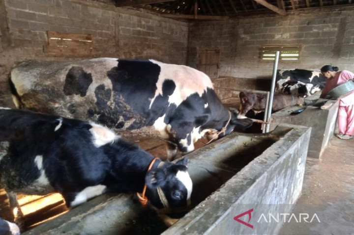 Laporan Kasus LSD pada Sapi di Boyolali Berkurang