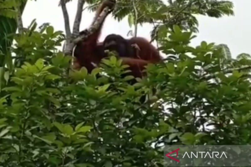 Orang utan masuk ke permukiman warga di kawasan Jalan Victoria, Kota Palangka Raya, Provinsi Kalimantan Tengah, Selasa (4/4/2023). (ANTARA/Adi Wibowo)