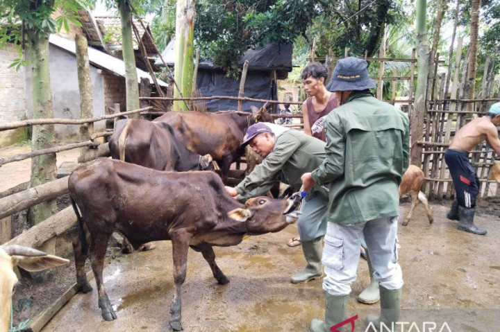 Ratusan Ekor Ternak di OKU Sumsel Terjangkit Virus LSD