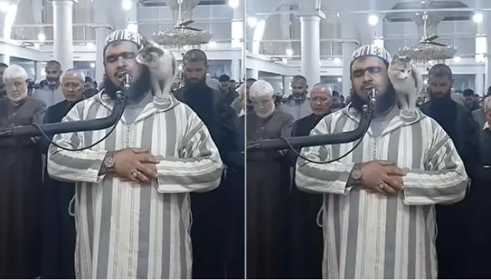Kucing Panjat Imam saat Salat Tarawih, Tingkahnya Menggemaskan