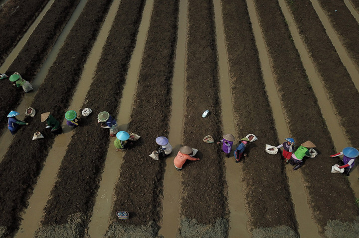 Brebes Hasilkan 15 Ribu Ton Bawang Merah di Bulan Maret