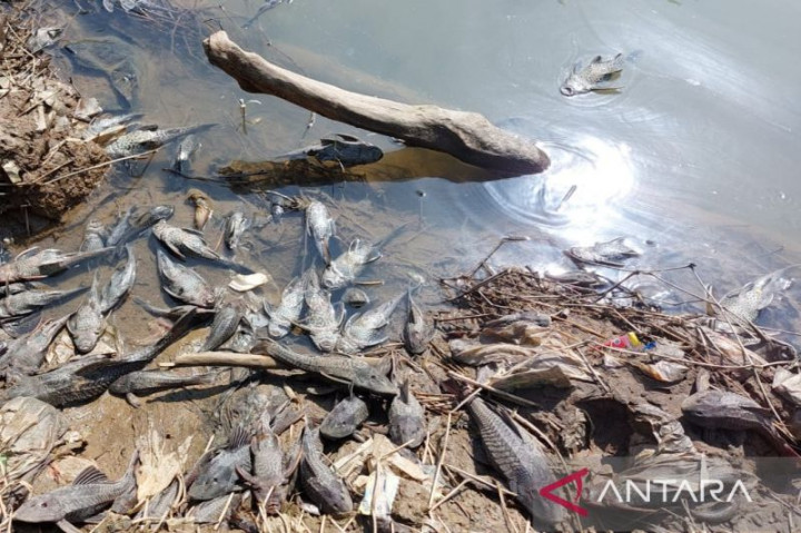 Ribuan Ikan Mati di Sungai Cileungsi Bogor Diduga Terpapar Limbah Beracun