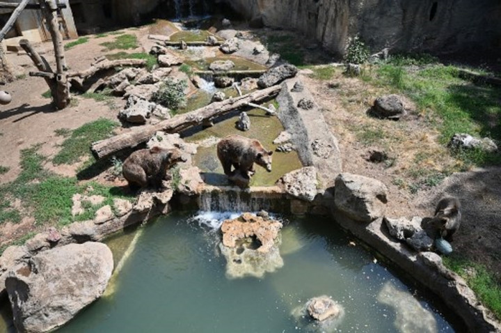 Nahas! Pria Tewas Diserang Beruang saat Jogging di Pegunungan Italia