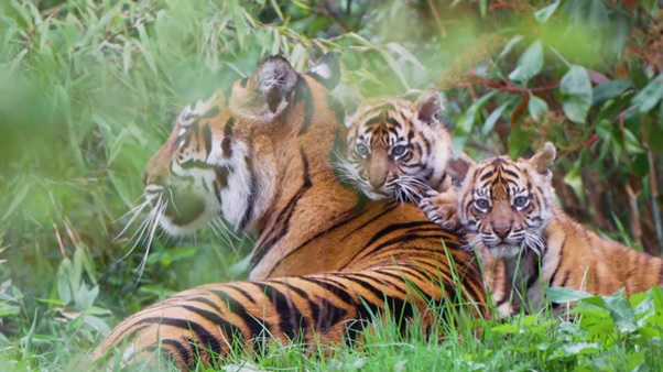 Gemas! Harimau Sumatra Lahirkan Anak Kembar di Inggris Bernama Alif dan Raya