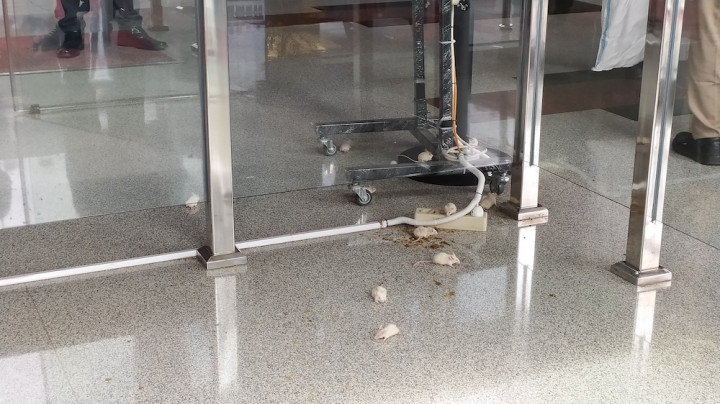 Protes Firli Bahuri, Pedemo Lepaskan Tikus Putih ke KPK