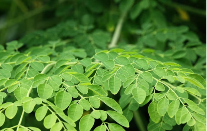 Ini Deretan Manfaat Daun Kelor untuk Wajah, Bisa Cegah Jerawat Lho