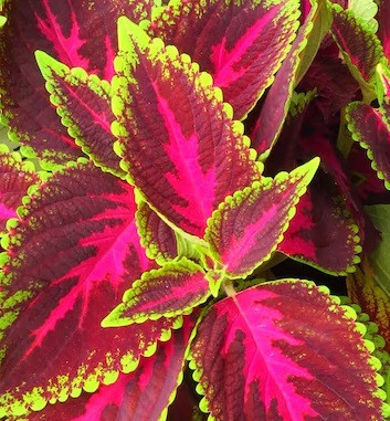 Daun miana.  (Foto: Ilustrasi. Dok. Freepik.com)