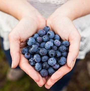 Blueberry. (Foto: Ilustrasi. Dok. Freepik.com)