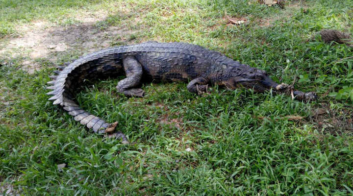 Bikin Geger, Buaya Masuk Kolam Renang Warga di Kebayoran Baru