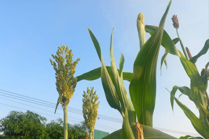 Sorgum Terus Diperkuat Demi Ketahanan Pangan, <i>Eh</i> Tapi...