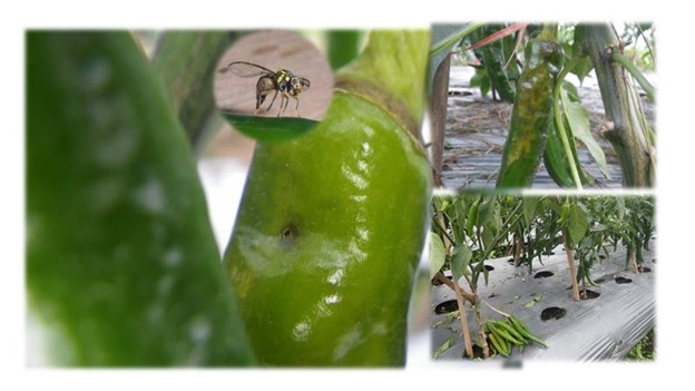 Varietas Cabai ITB 1 Inovasi Peneliti SITH ITB, Ini Keistimewaannya