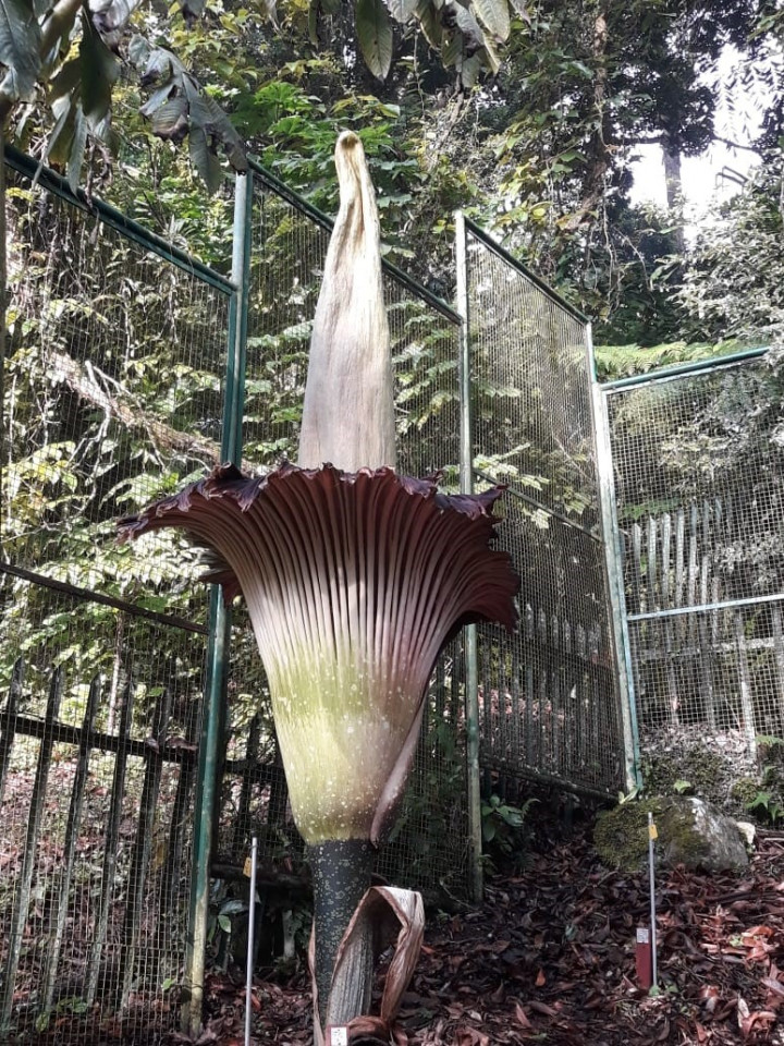 Bunga Bangkai Mekar di Kebun Raya Cibodas, Tertarik Lihat?
