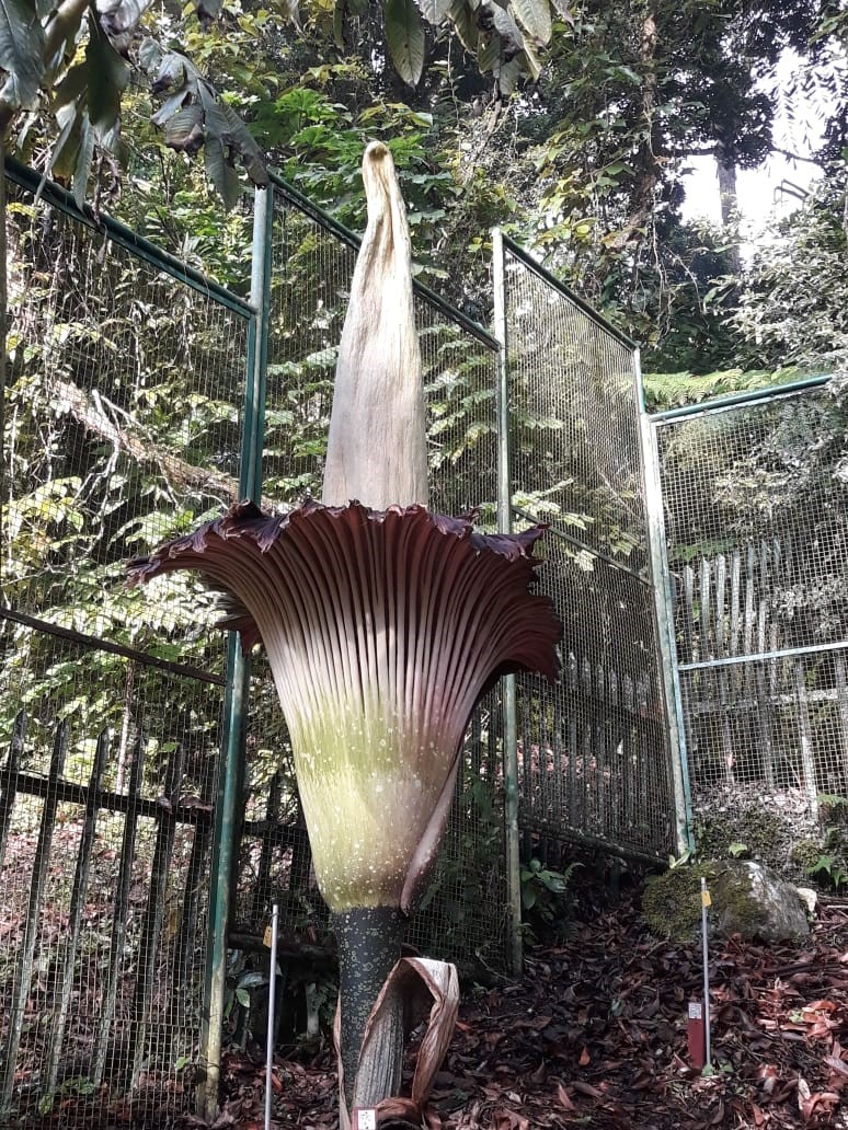 Ilustrasi Bunga Bangkai di Kebun Raya Cibodas. DOK BRIN