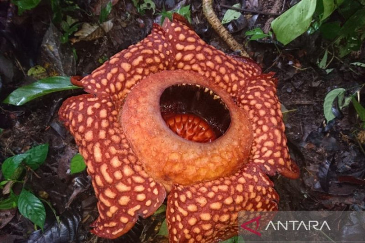 Bunga Raflesia Arnoldi Mekar Sempurna di Solok Pascalebaran
