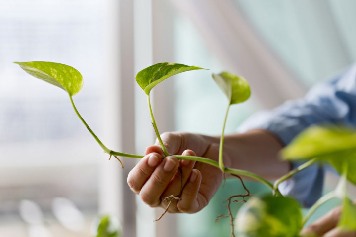 Populer Properti: Tanaman Penjernih Udara hingga Rumah Murah di Rangkasbitung