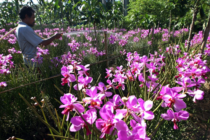 Mengulas Ciri-ciri Tumbuhan Angiospermae Beserta Contohnya