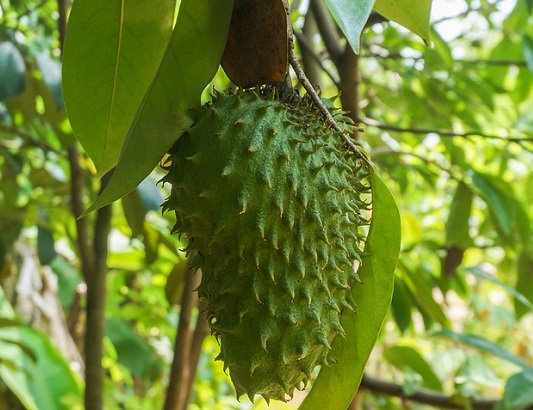 Buah sirsak. (Foto: Ilustrasi. Dok. Pixabay.com)