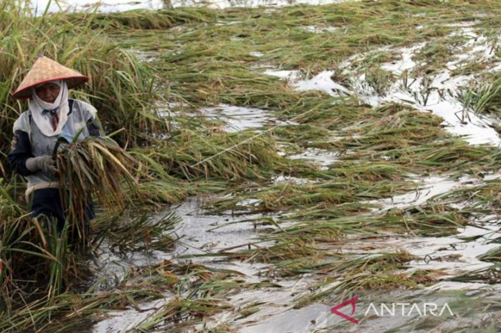 BNPB Bantu 2.363 Hektare Sawah yang Puso Akibat Banjir di Aceh