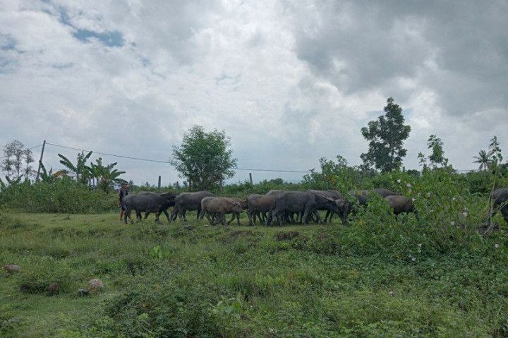 Dinilai Mengganggu, Ratusan Kerbau 'Diusir' dari Kawasan Bandara Lombok