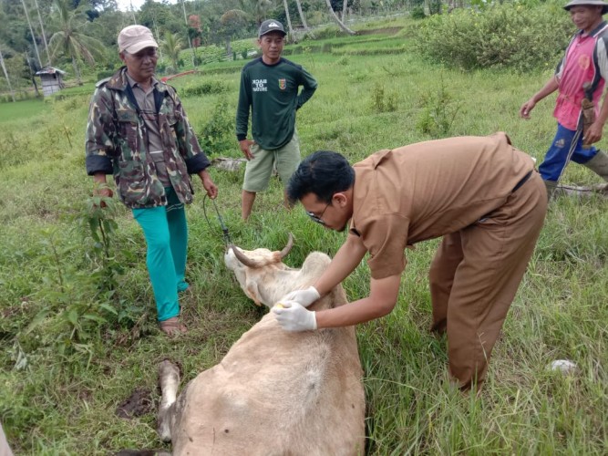 Jelang Iduladha, 16 Sapi di Lampung Barat Terinfeksi Virus LSD
