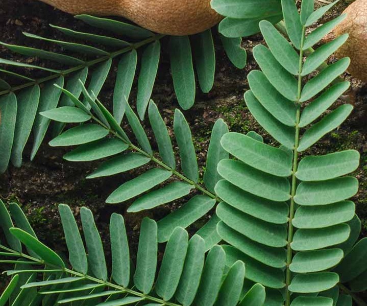 Daun Asam Jawa. Foto: Style Craze