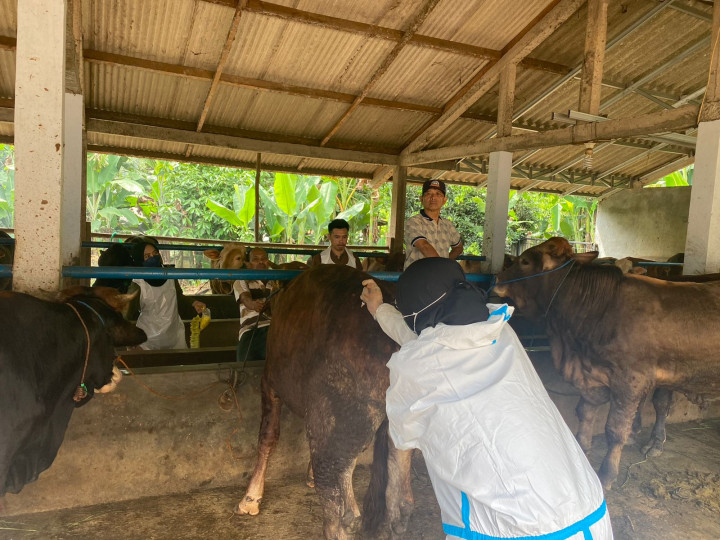 Jelang Iduladha, 258 Sapi Terinfeksi PMK di Bekasi Sembuh