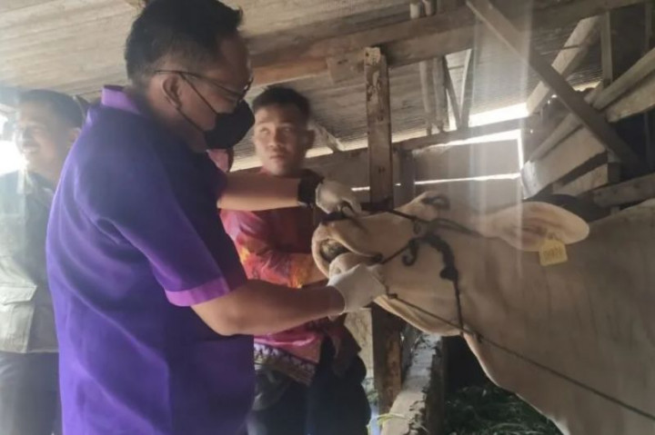 Bantul Kesulitan Penuhi Kebutuhan Vaksinasi LSD