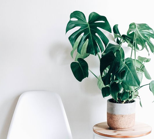 Menakjubkan, 5 Tanaman Hias Berdaun Besar Sajikan 'Hutan' Dalam Hunian