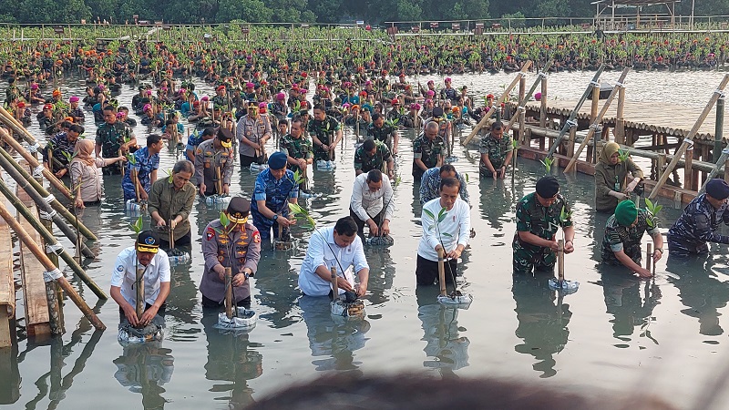 Presiden Jokowi dan Prabowo Nyemplung Tanam Mangrove di Muara Angke