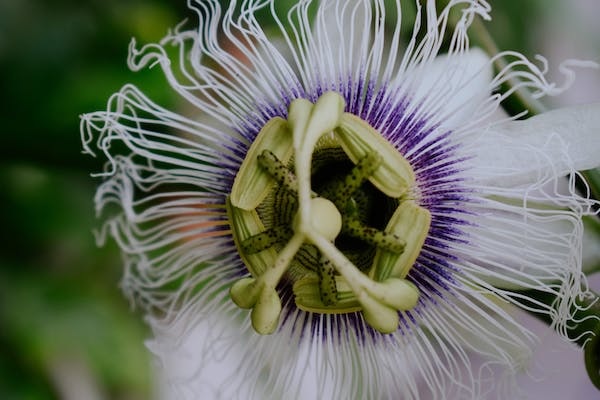 Mengenal Maypop, Tumbuhan Asal Amerika Nan Kaya Manfaat Kesehatan